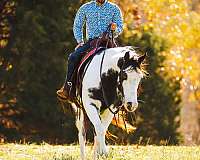 piebald-apha-horse