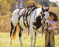 calf-roping-paint-horse