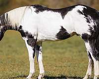 show-paint-horse