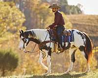 western-riding-paint-horse