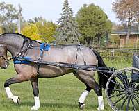 athletic-friesian-horse