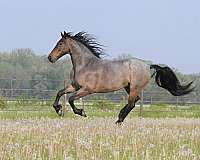 dressage-friesian-horse