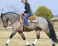 driving-friesian-horse