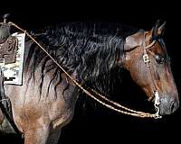 flashy-friesian-horse