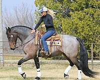 husband-safe-friesian-horse