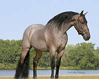 parade-friesian-horse