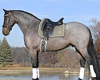 performance-friesian-horse