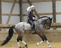 ridden-english-friesian-horse