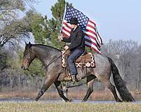 ridden-western-friesian-horse