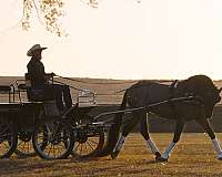 show-friesian-horse