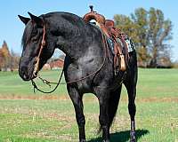 cross-draft-horse