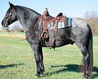 draft-horse