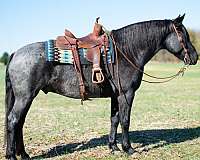 husband-safe-draft-horse