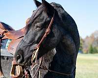 parade-draft-horse