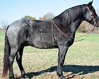 performance-draft-horse