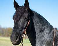 ranch-work-draft-horse