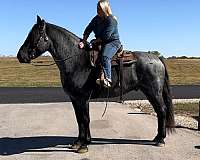 show-draft-horse