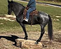 trail-riding-draft-horse