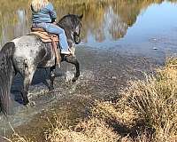 blue-roan-all-around-horse