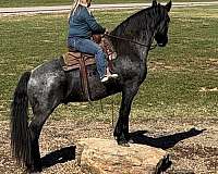 western-riding-draft-horse