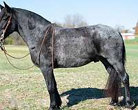 blue-roan-athletic-horse