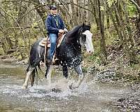 blue-roan-cbusa-horse