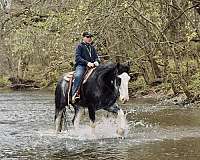 blue-roan-clydesdale-for-sale