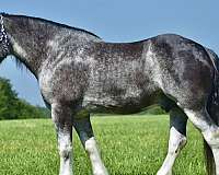 blue-roan-clydesdale-horse