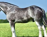 blue-roan-clydesdale