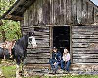 all-around-clydesdale-horse