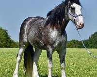 athletic-clydesdale-horse