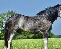 driving-clydesdale-horse