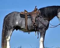 flashy-clydesdale-horse