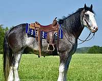 husband-safe-clydesdale-horse