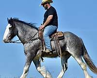 performance-clydesdale-horse