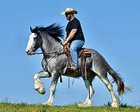 ranch-versatility-clydesdale-horse