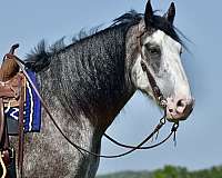 ranch-work-clydesdale-horse