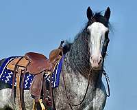 roping-clydesdale-horse