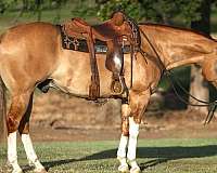 calf-roping-quarter-horse