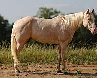 athletic-quarter-horse