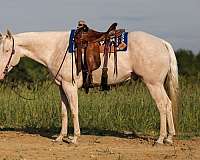 husband-safe-quarter-horse