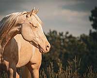 ranch-work-quarter-horse