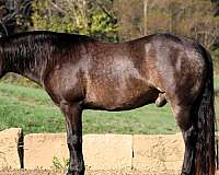 athletic-quarter-horse