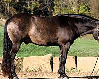 beginner-quarter-horse