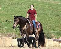 dappled-quarter-horse