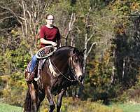 dressage-quarter-horse