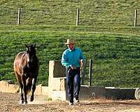 lesson-quarter-horse