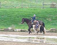 mounted-patrol-quarter-horse