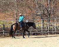 parade-quarter-horse