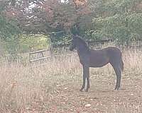 black-none-horse